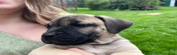 Boerboel dogs for sale: 2 gorgeous Boerboel girls ready now!! - Advert 12