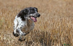 Cocker Spaniel dogs for stud: Fully DNA Health tested, Hip scored Cocker stud in Alton - Image 7