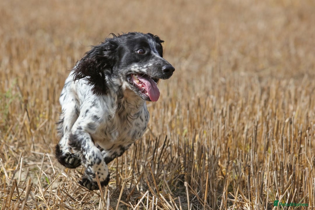 Cocker Spaniel dogs for stud: Fully DNA Health tested, Hip scored Cocker stud in Alton - Image 7