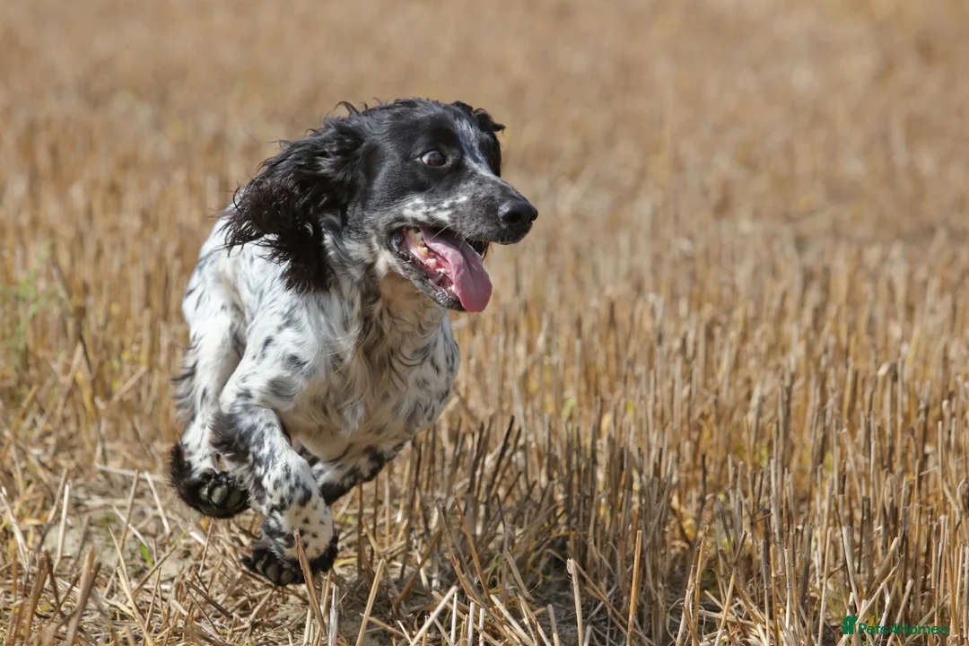 Cocker Spaniel dogs for stud: Fully DNA Health tested, Hip scored Cocker stud in Alton - Advert 7