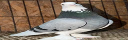 Pigeons birds for sale: FANCY WEST OF ENGLAND TUMBLERS - Advert 10