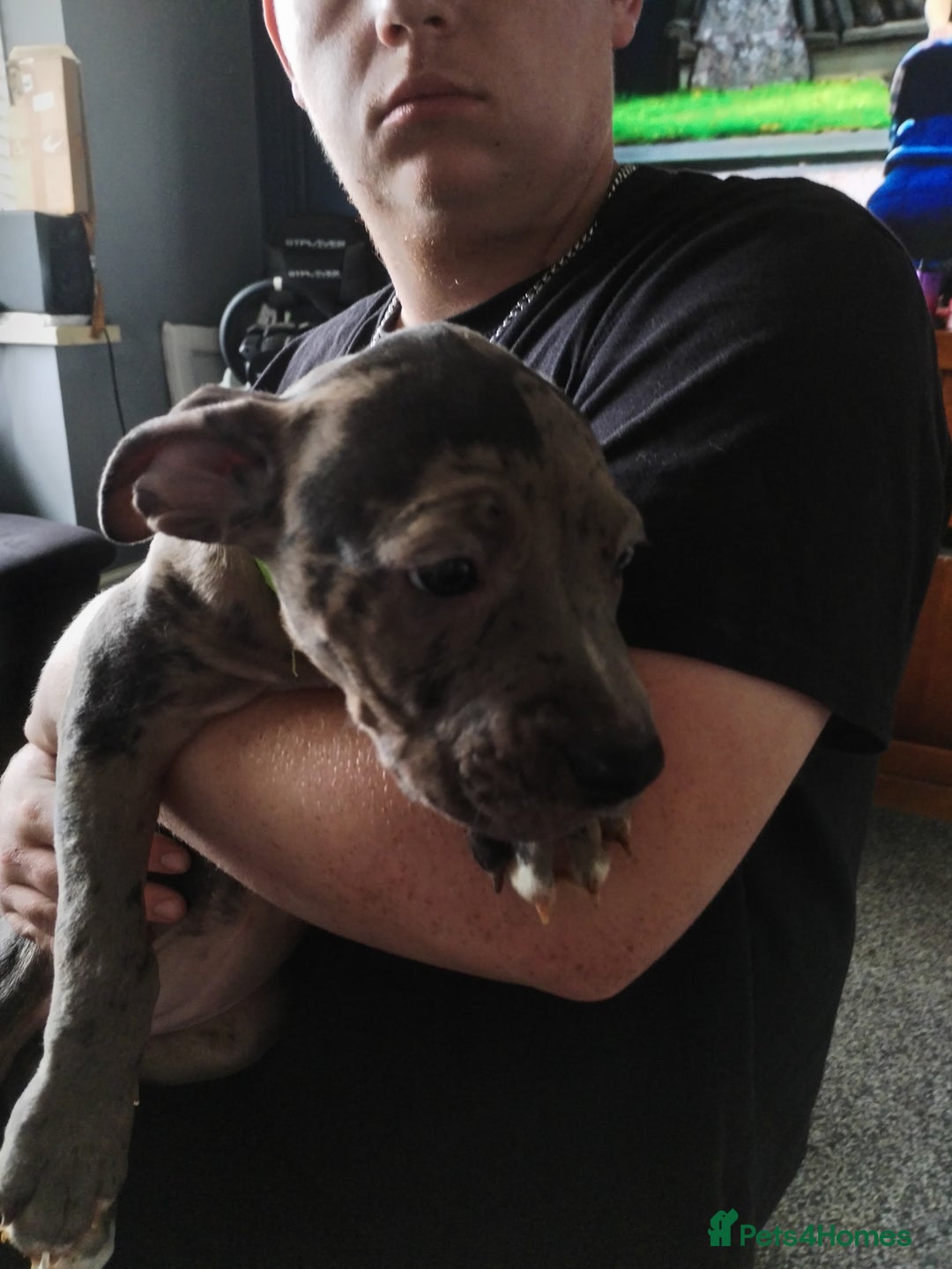 American Bulldog dogs for sale: Beautiful American bulldog  - Image 8