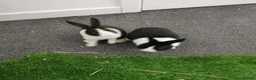 Dutch rabbits for sale: Black and white Dutch doe 9 weeks old in Burnley - Advert 2