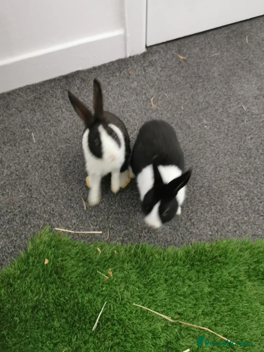 Dutch rabbits for sale: Black and white Dutch doe 9 weeks old in Burnley - Advert 2