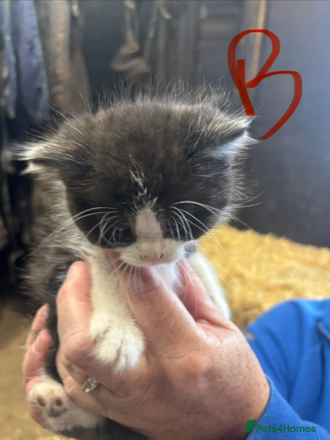 Mixed Breed cats for sale: kittens for sale  - Advert 1
