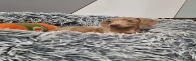 Dachshund Puppy 4