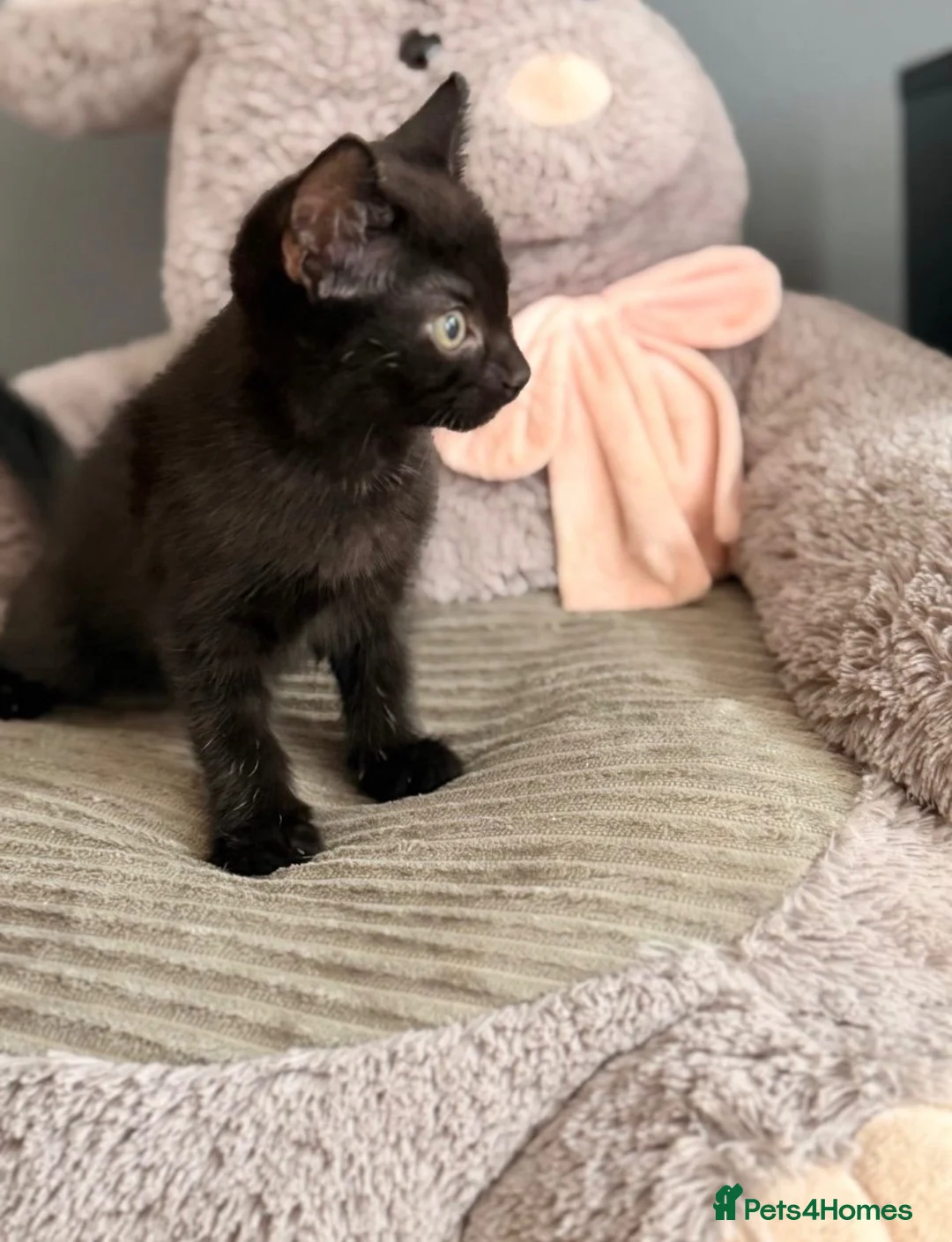 Mixed Breed cats for sale: Kittens in Norwich - Advert 5
