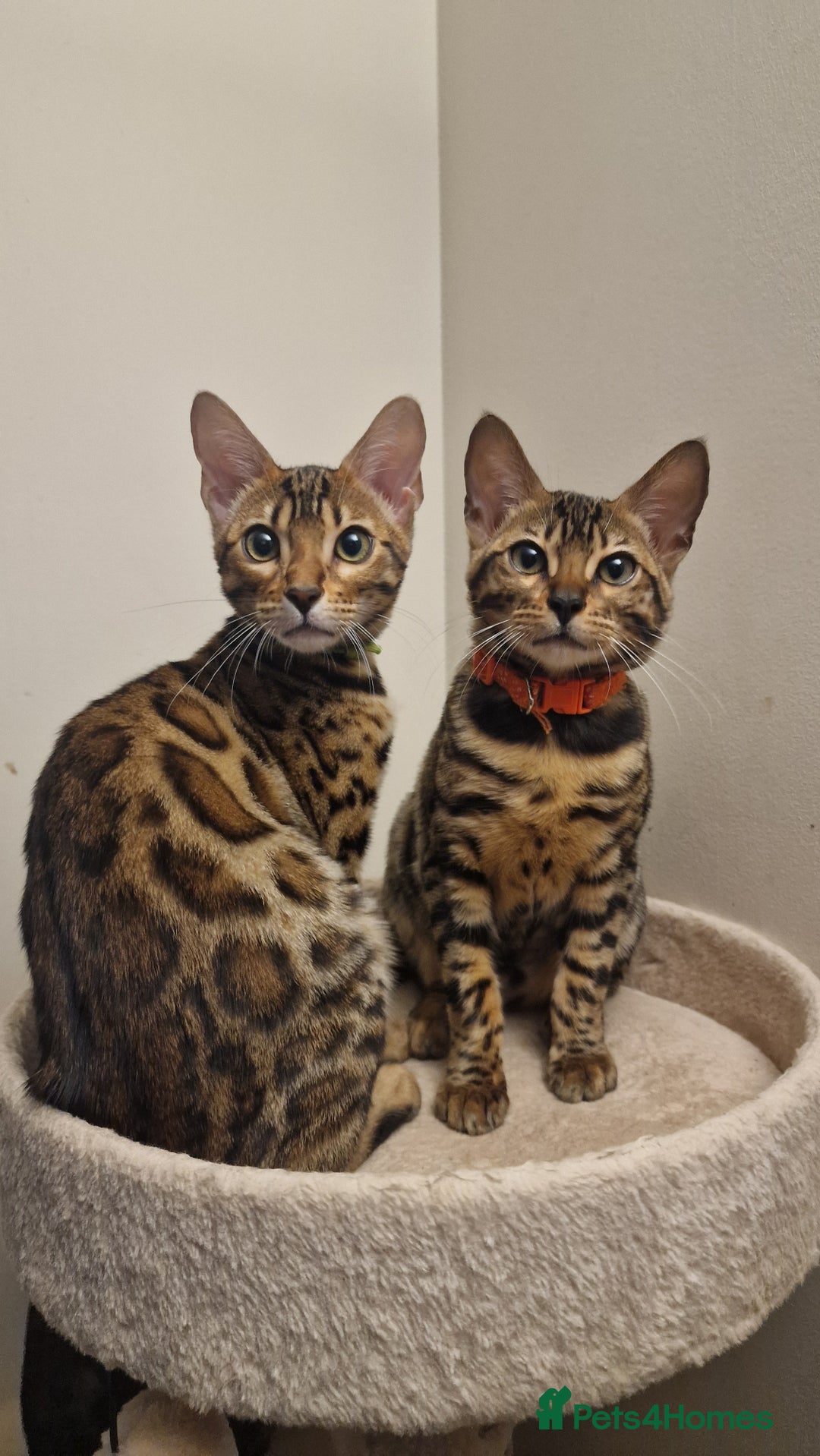 Bengal cats for sale:  🌟 Stunning Bengal Kittens  🌟 🥰🥰 - Image 1