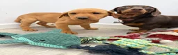 Labrador Retriever dogs for sale: Labrador puppies from a loving family home. - Advert 26