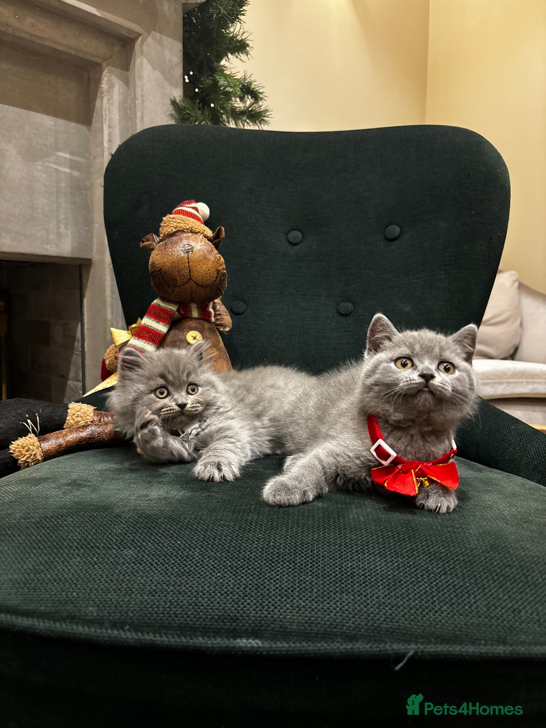 British Shorthair cats for sale: British Shorthair Kittens - Advert 27