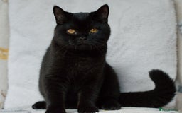British Shorthair cats for sale: British shorthair kittens 😻😻😻 in High Wycombe - Image 5