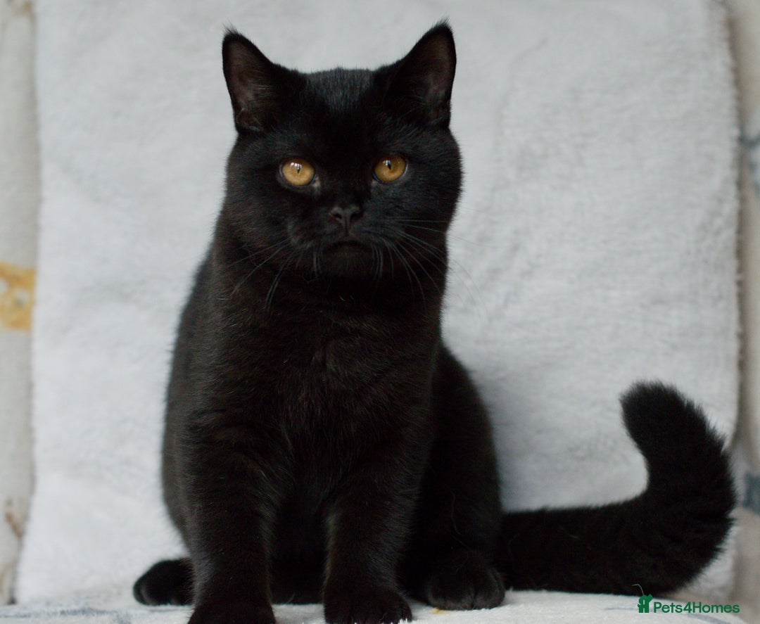 British Shorthair cats for sale: British shorthair kittens 😻😻😻 in High Wycombe - Image 5