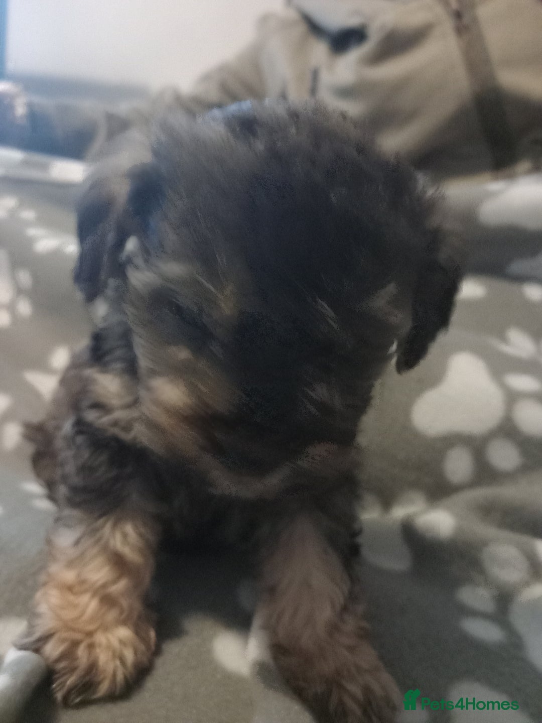 Mixed Breed dogs for sale: TOY SHNOODLES READY 21 DEC - Advert 9