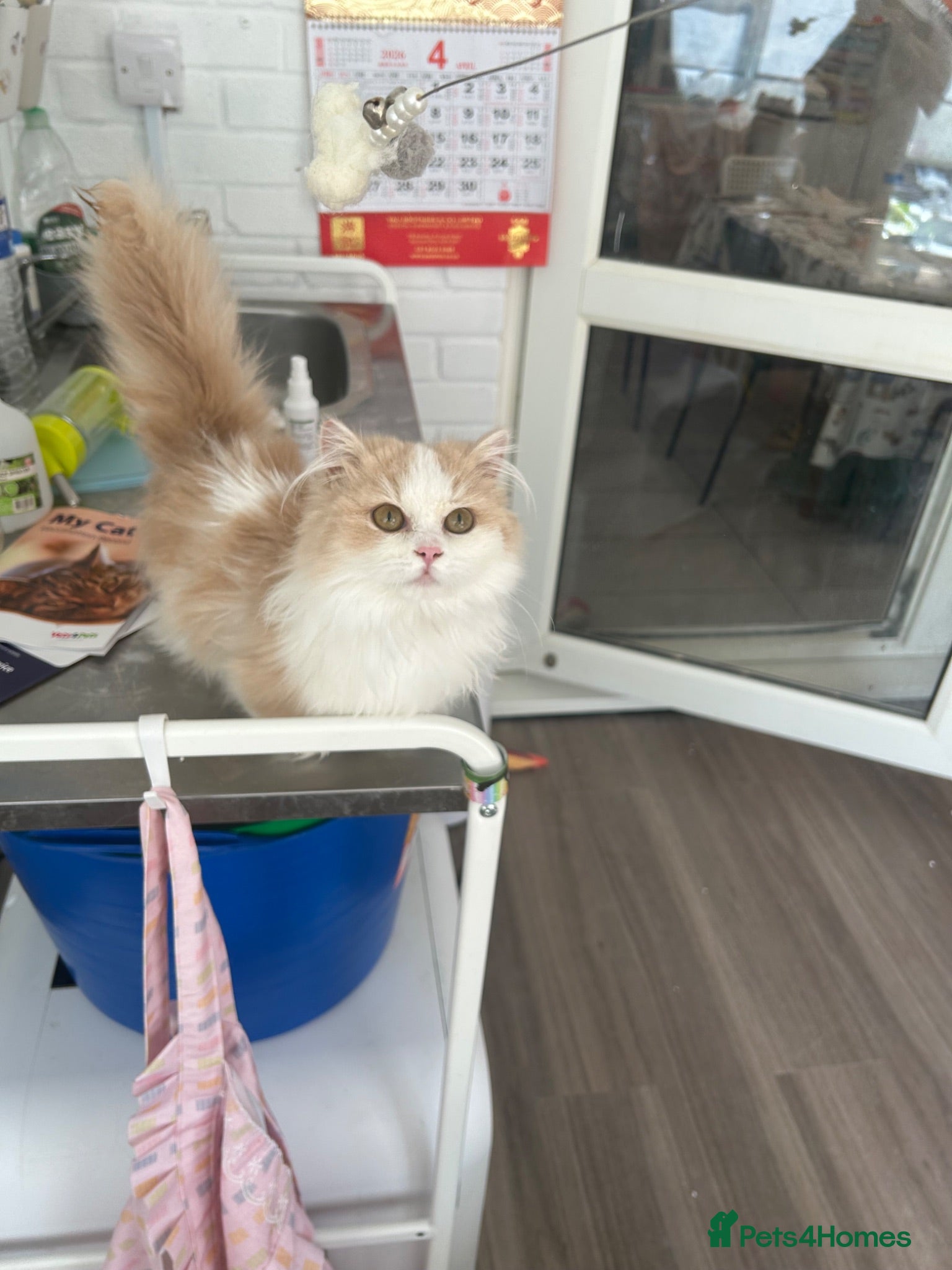 Munchkin cats Minuet Cats  - Advert 6