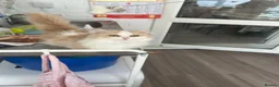 Munchkin cats for sale: Minuet Cats  - Advert 1