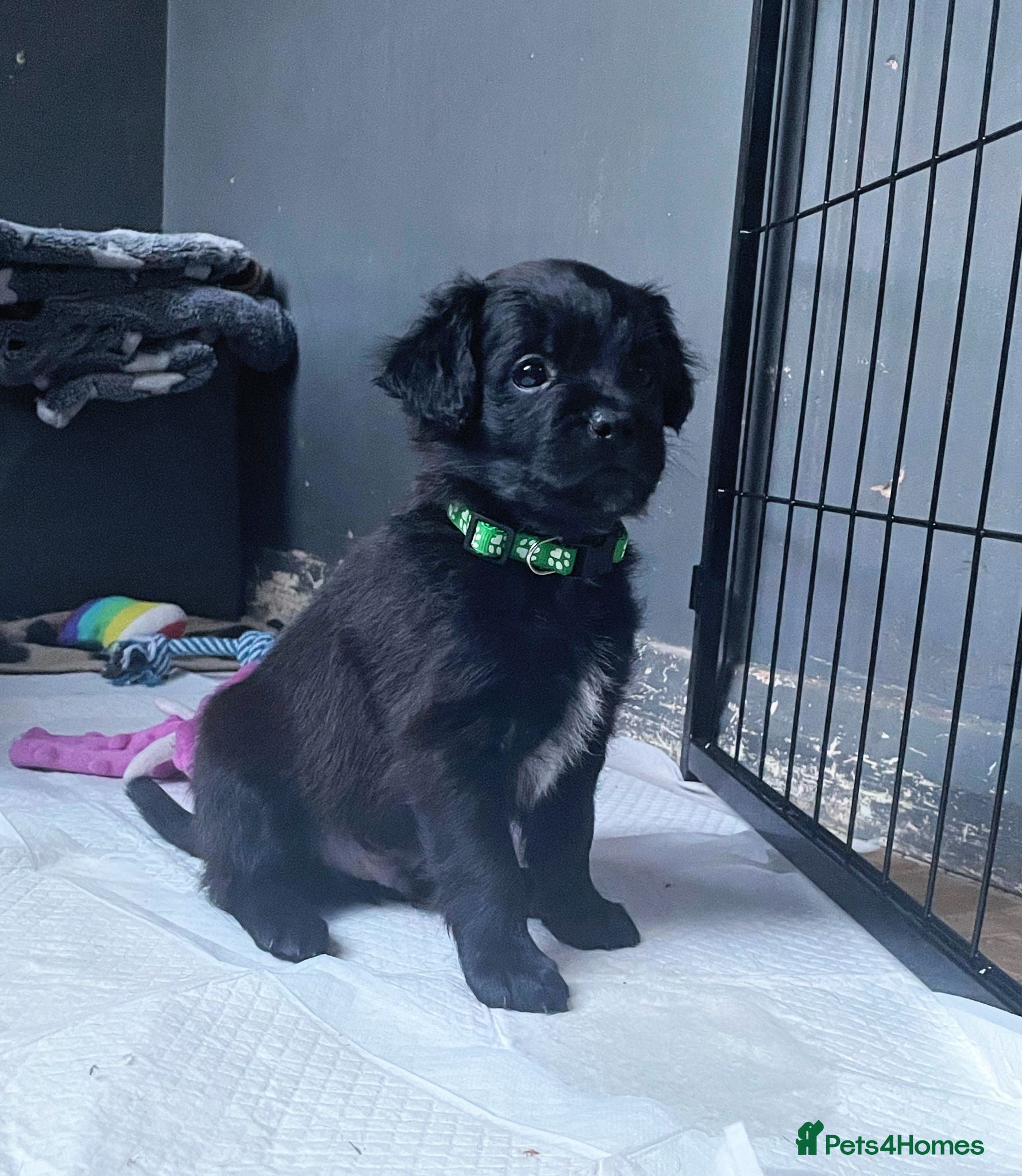 Mixed Breed dogs Patterdale terrier cross puppies  - Advert 9