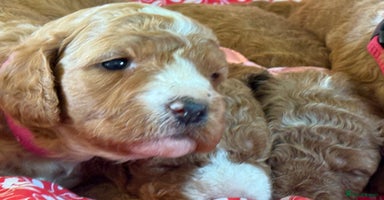 Mixed Breed dogs - Advert 13