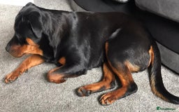 Rottweiler dogs for sale: Stunning rottweiler puppies  - Image 28