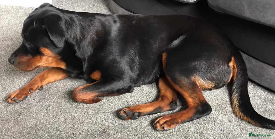 Rottweiler dogs for sale: Stunning rottweiler puppies  - Image 28