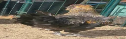 Chickens poultry for sale: Araucana x Silkie boy - Advert 11