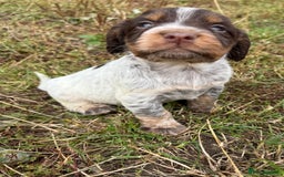 Cocker Spaniel dogs for sale: Extensively Health Tested KC Registered  - Image 5