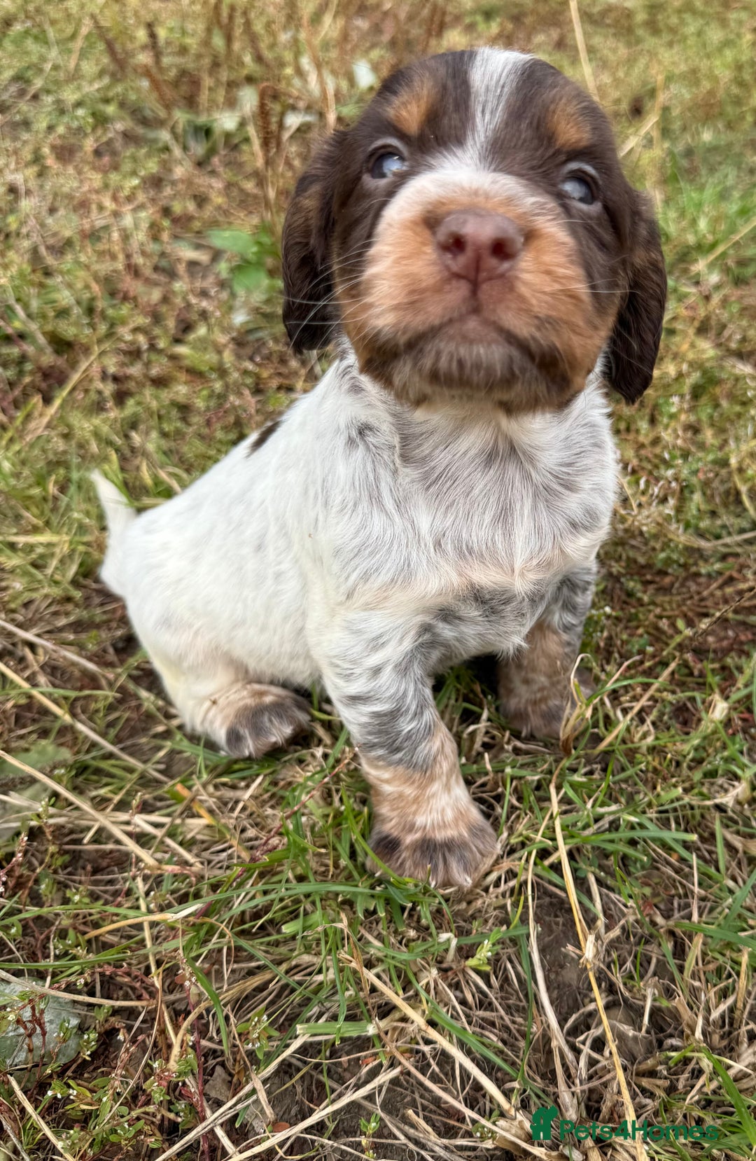 Cocker Spaniel dogs for sale: Extensively Health Tested KC Registered  - Image 5