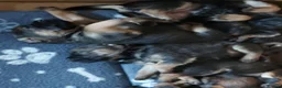 Border Terrier dogs for sale: Border terrier pups - Advert 8