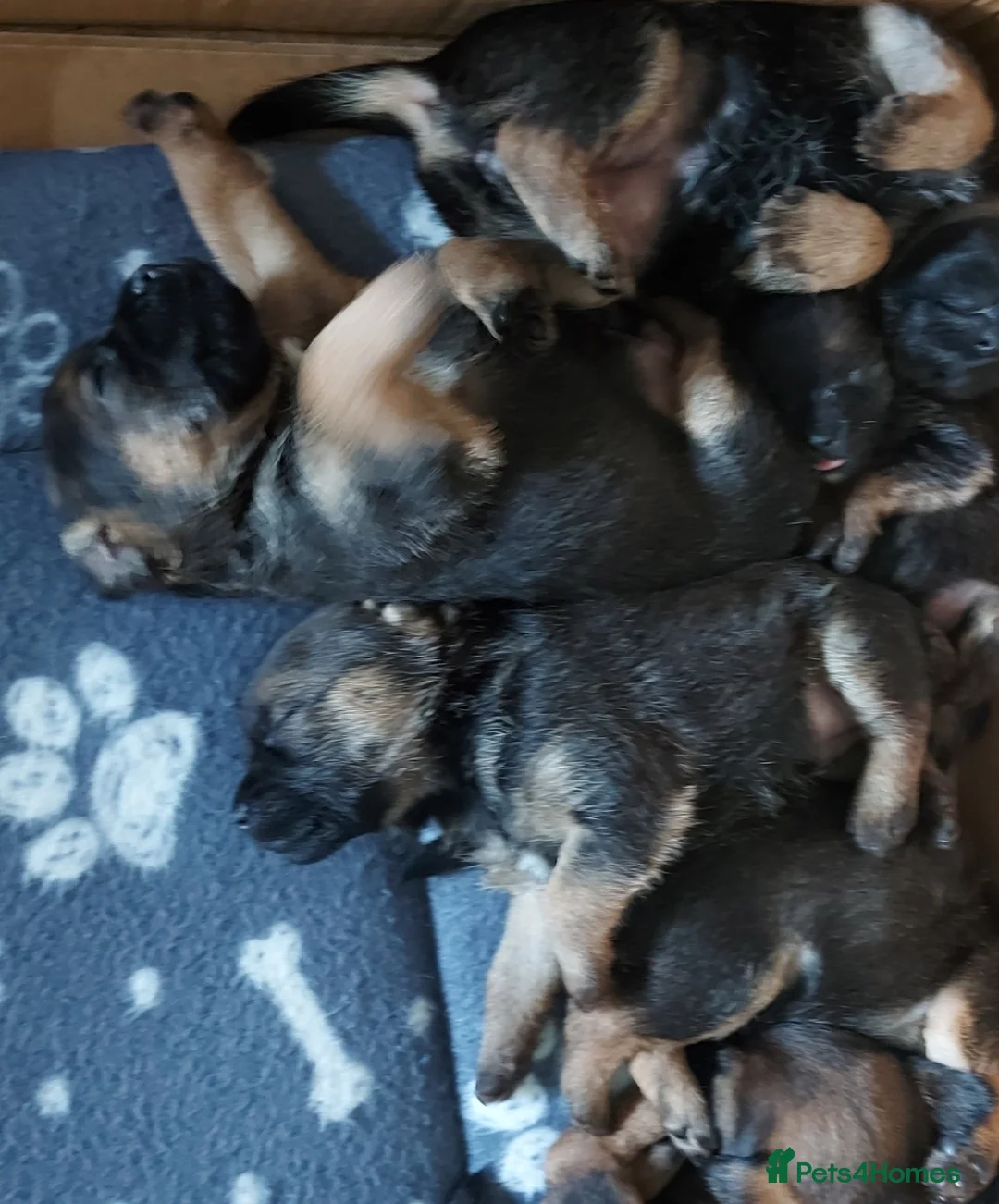 Border Terrier dogs for sale: Border terrier pups - Advert 8