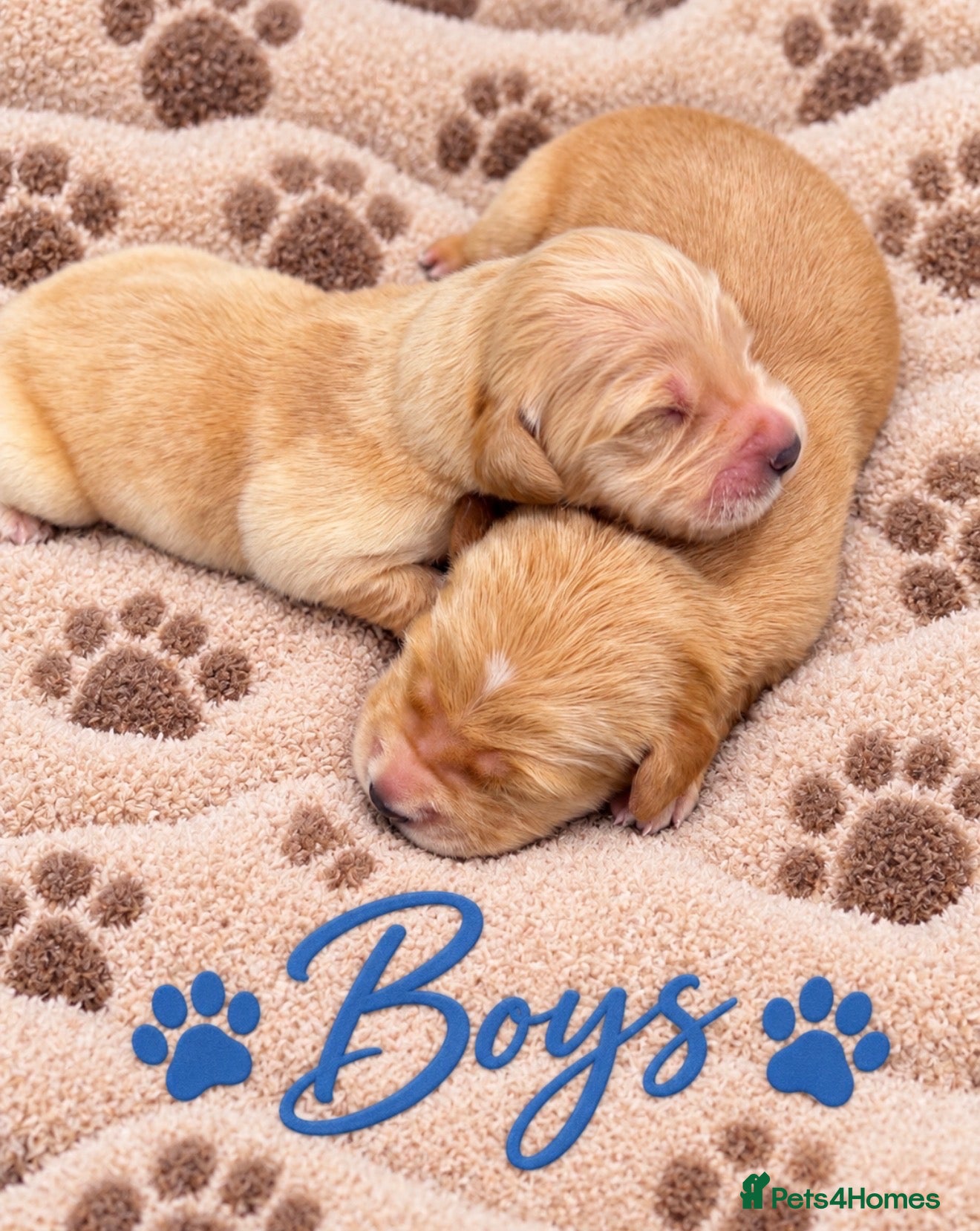 Golden Retriever dogs KC Dark Golden Retrievers 🧬Health Tested Parents - Advert 1
