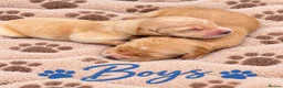 Golden Retriever dogs for sale: KC Dark Golden Retrievers 🧬Health Tested Parents - Advert 1