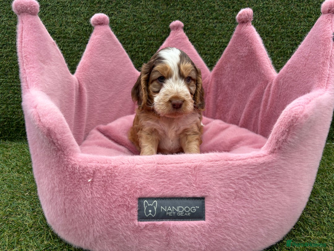 Cockapoo dogs for sale: ⭐️ Stunning Rare Coloured F1 Miniature Cockpoos ⭐️ - Image 20