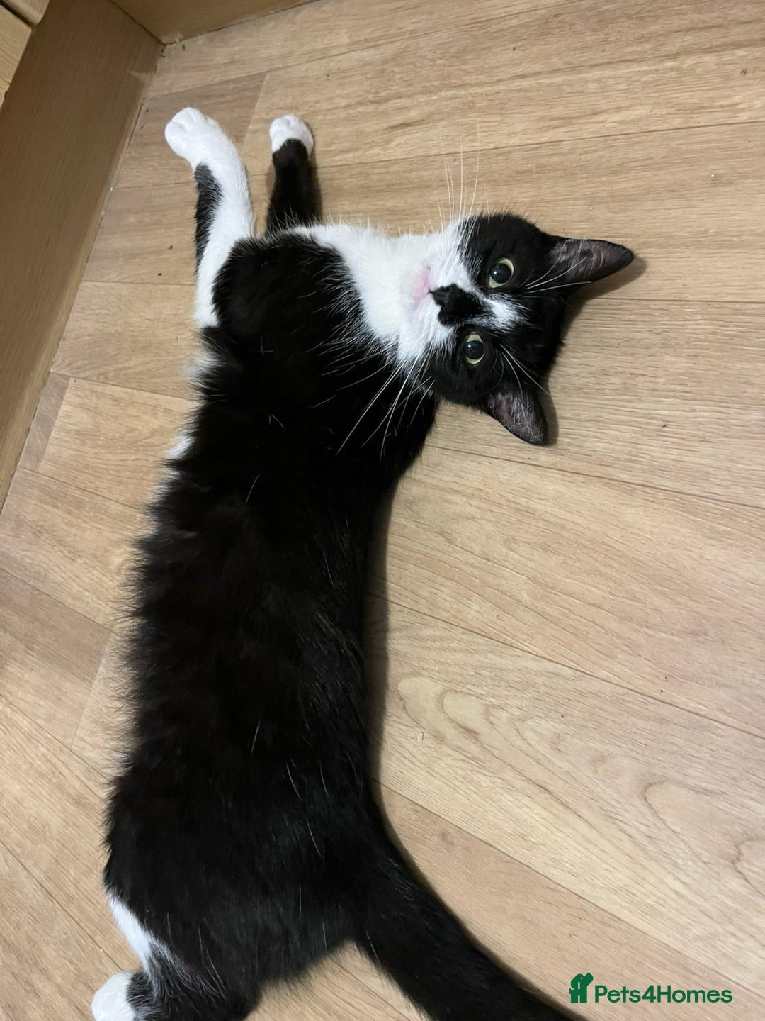 Domestic Shorthair cats for sale: Girl kitten grey and white  - Image 6