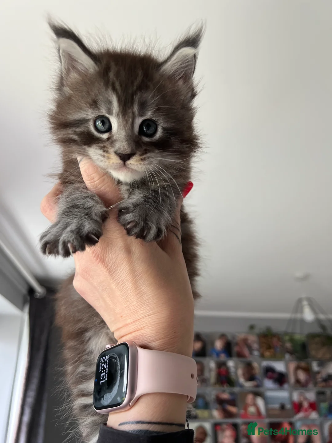 Maine Coon cats for sale: Register Maine Coon Kittens  - Advert 15