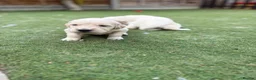 Golden Retriever dogs for sale: KC registered golden retriever puppies available  in Cambridge - Advert 17