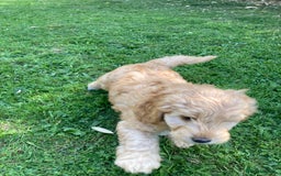 Mixed Breed dogs for sale: Mixed breed puppy - last one - Image 2