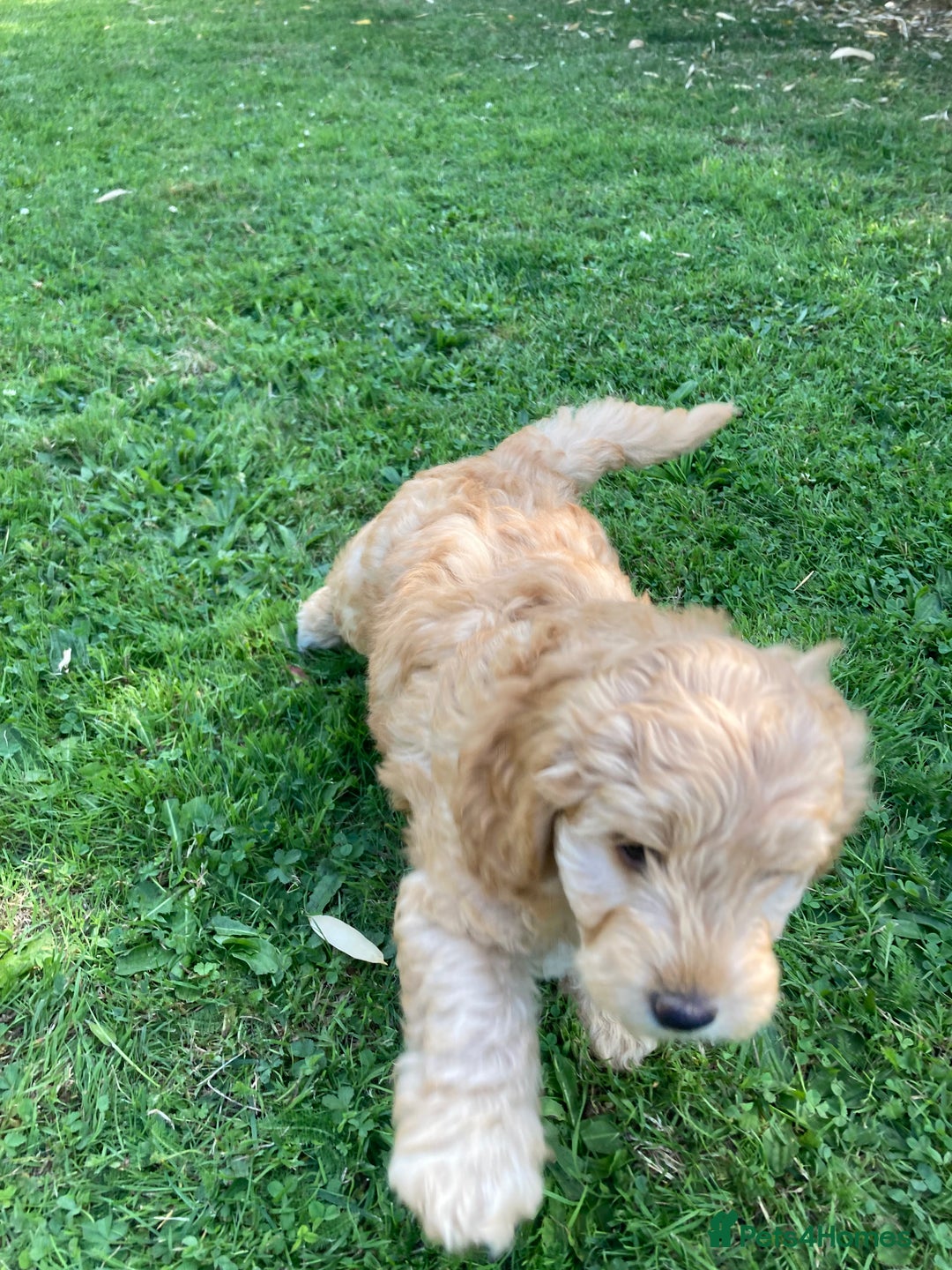 Mixed Breed dogs for sale: Mixed breed puppy - last one - Image 2