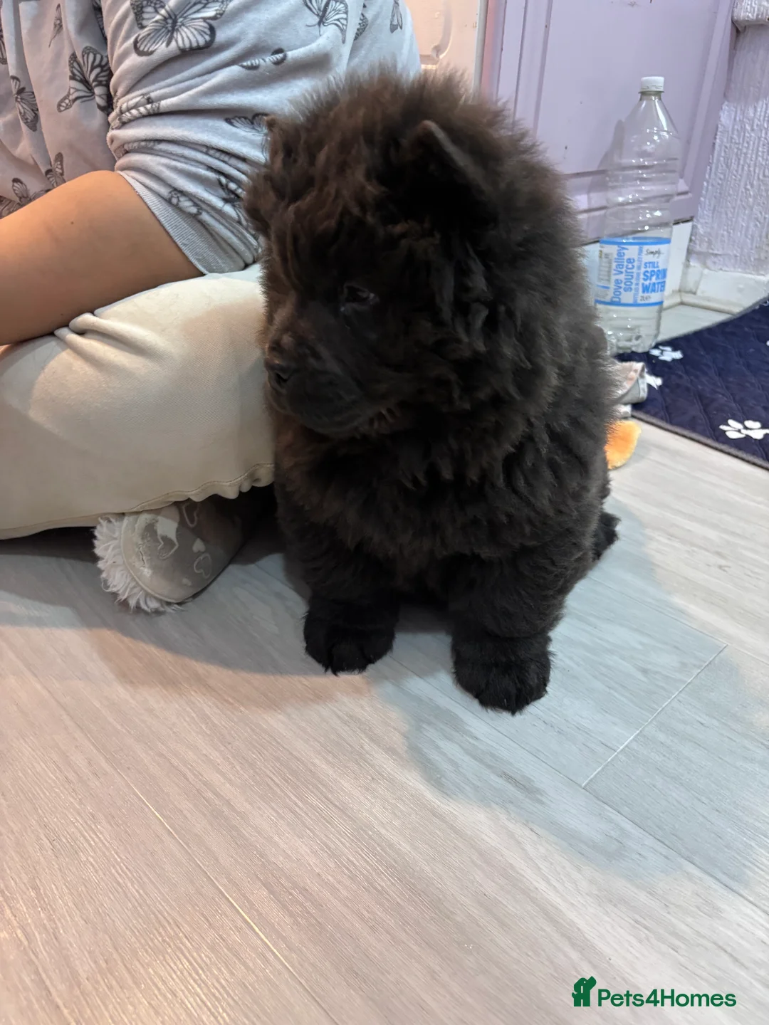 Chow Chow dogs for sale: Last Blue boy Chow Chow  - Advert 9