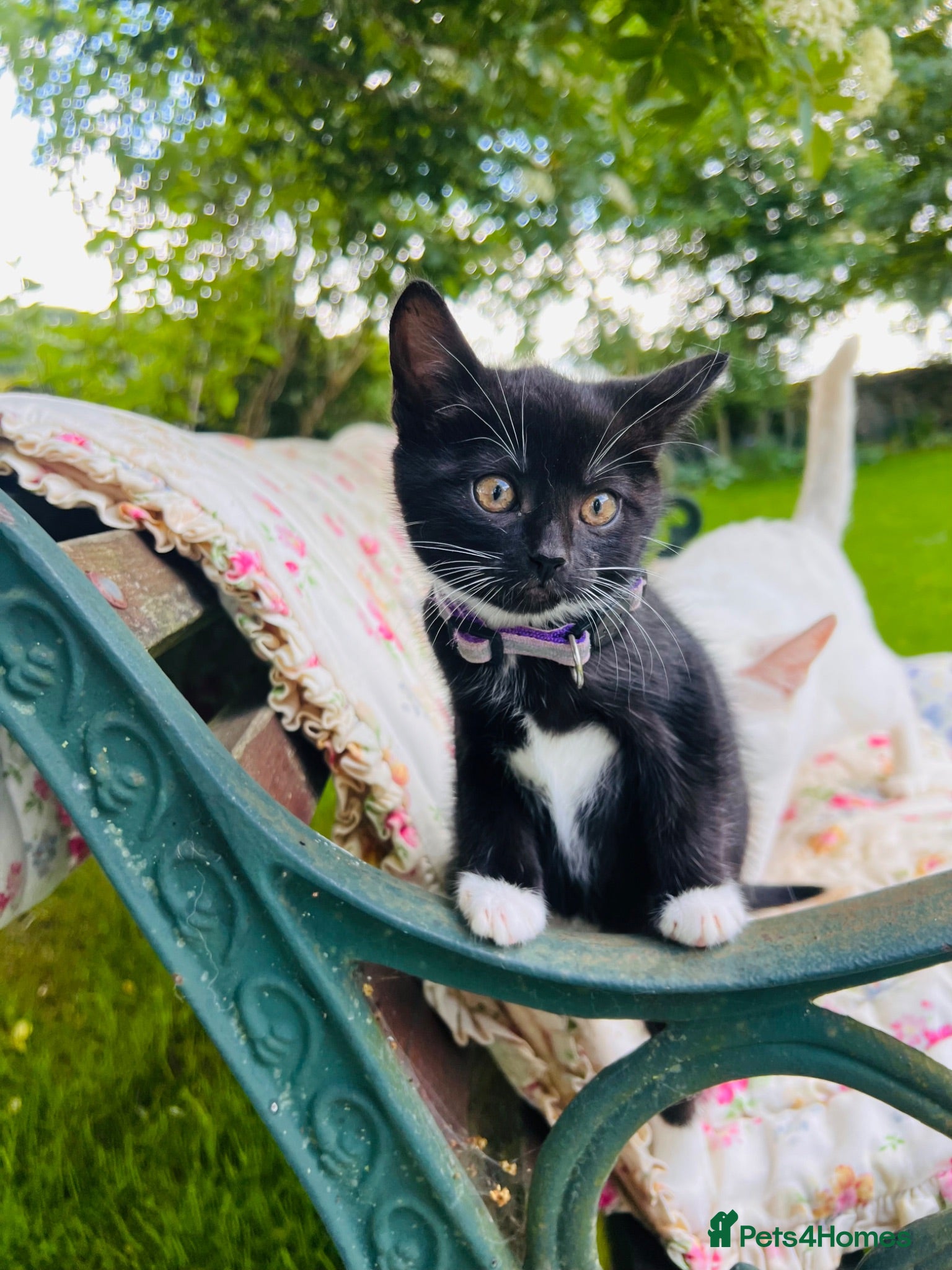 Mixed Breed cats *ONLY 2 REMAINING* £60 Lovely, Confident Kittens - Advert 2