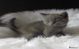 British Shorthair cats for sale: GCCF CHAMPION SIRED BRITISH SHORTHAIR LAST GIRL - Image 7