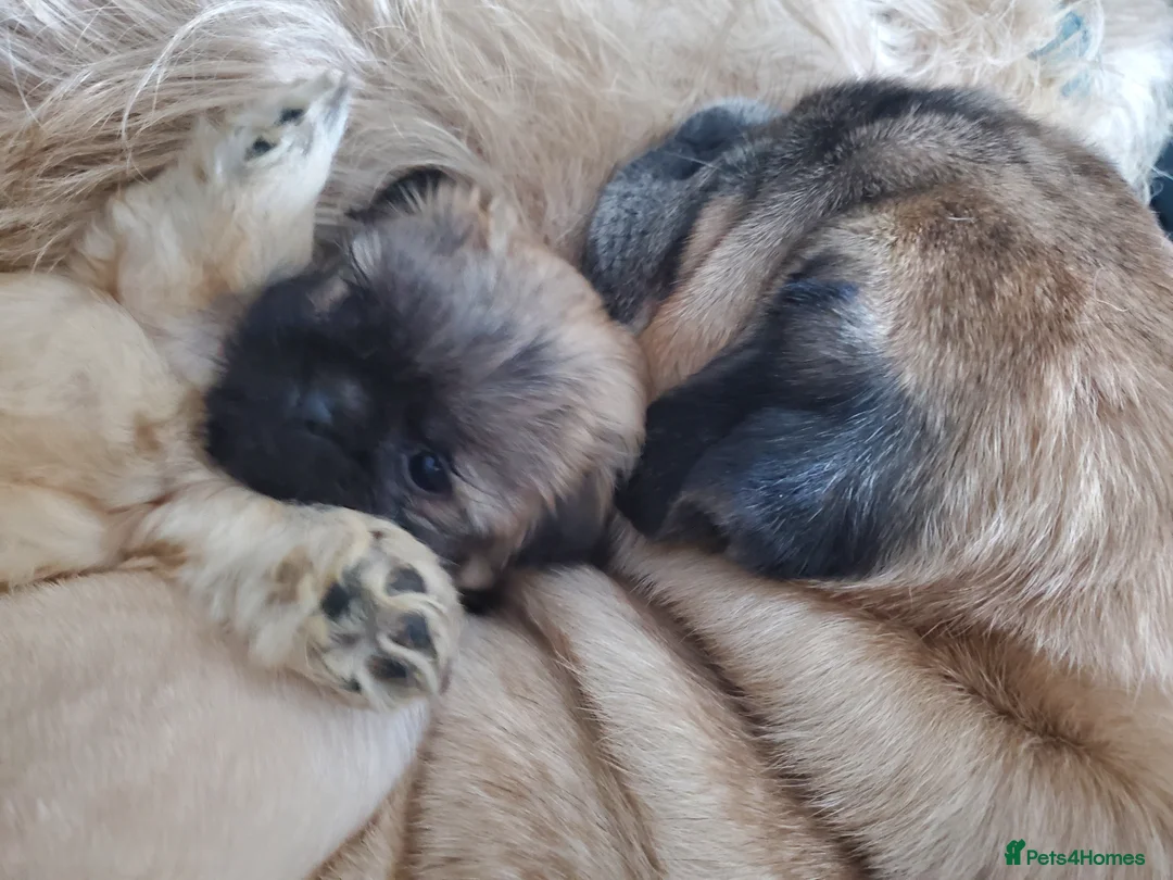 Mixed Breed dogs for sale: Shih tzu cross Pug puppies - Advert 31