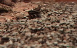 Snails fish for sale: Assassin snails - Image 2
