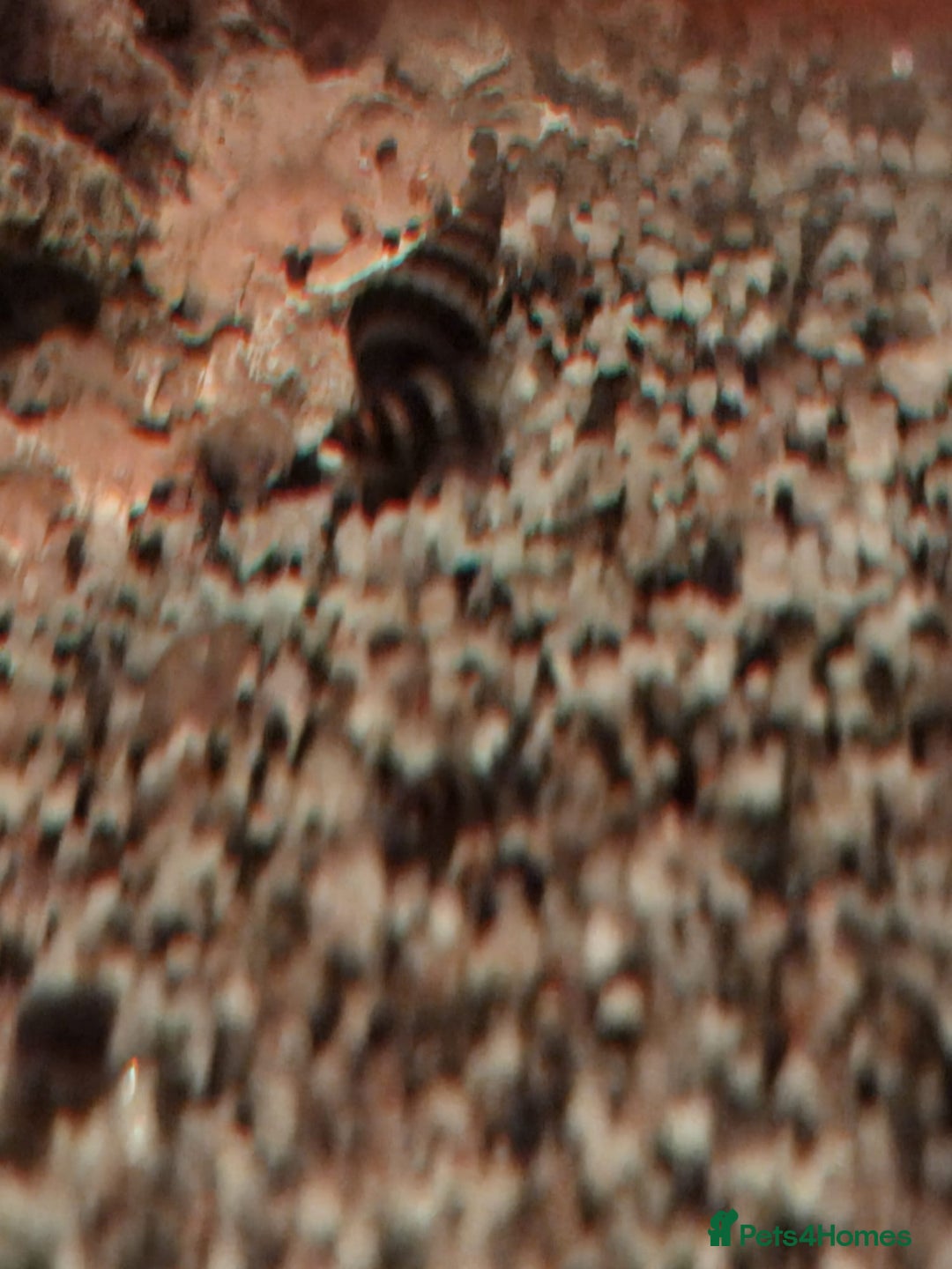 Snails fish for sale: Assassin snails - Image 2