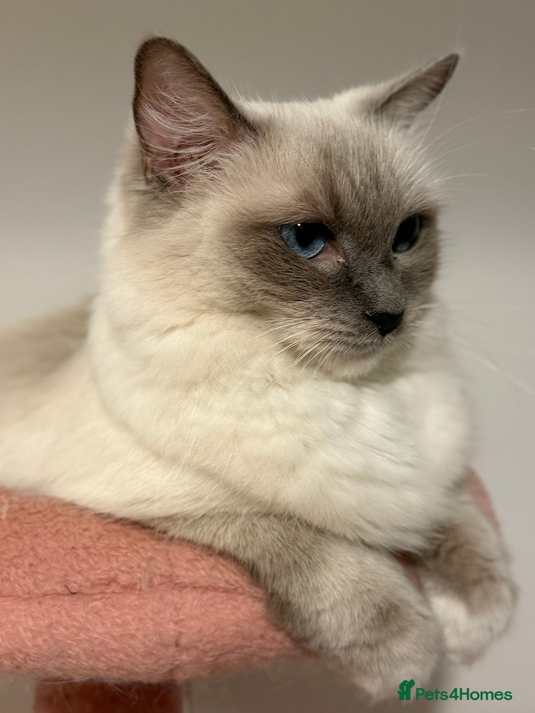 Ragdoll cats for sale: Beautiful pure ragdoll kitten  - Advert 3