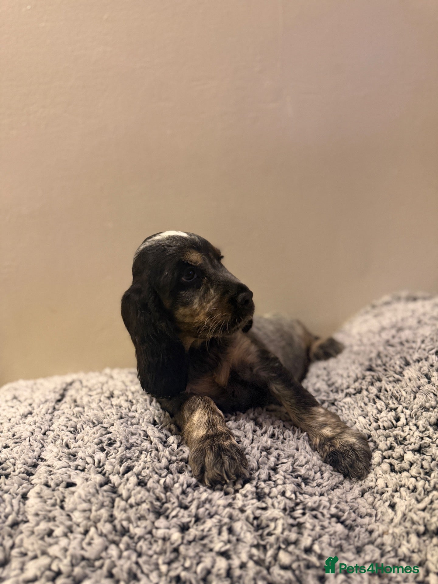 Cocker Spaniel dogs Fully vaccinated KC Show type READY NOW - Advert 12