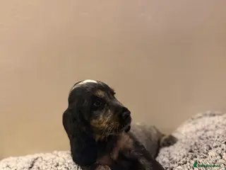 Cocker Spaniel dogs Fully vaccinated KC Show type READY NOW - Advert 12