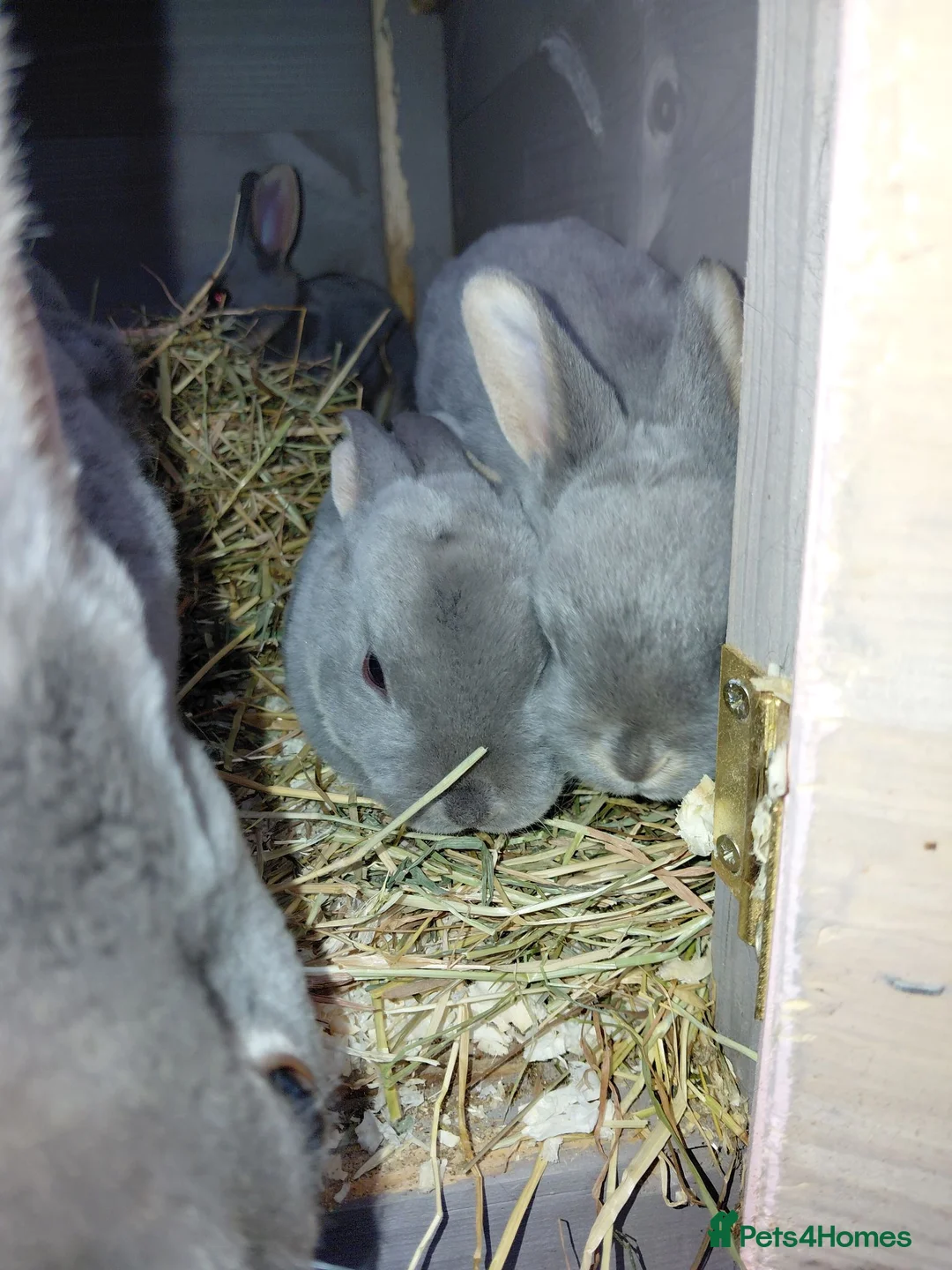 Rex rabbits for sale: Beautiful rex babies  - Advert 8