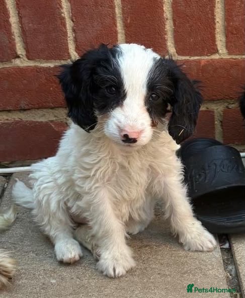 Cockapoo dogs Ready now beautiful cockapoo puppies  - Advert 10