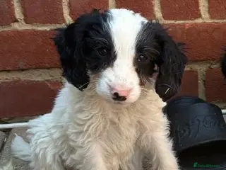 Cockapoo dogs Ready now beautiful cockapoo puppies - Advert 10