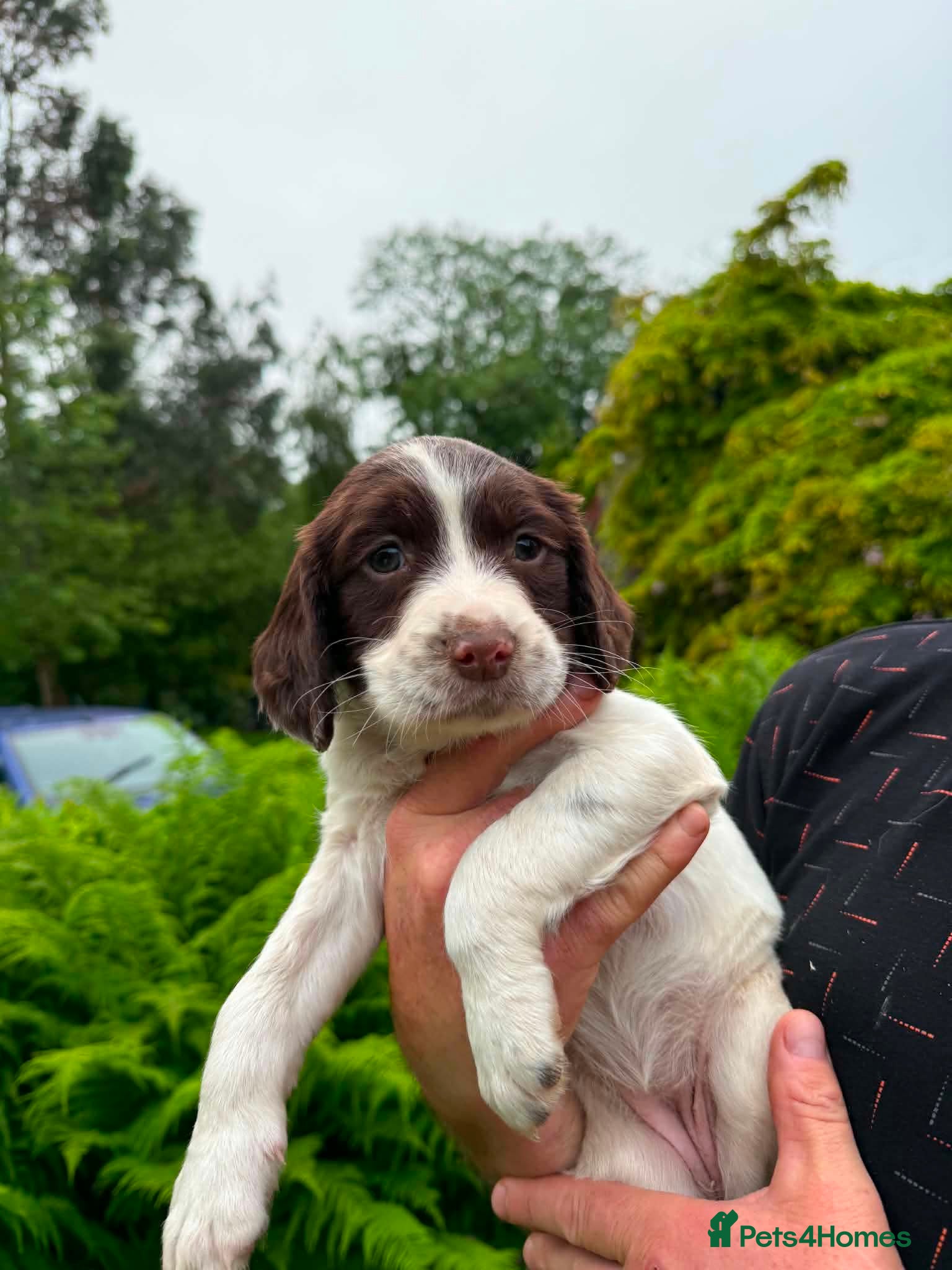 English Springer Spaniel dogs Springer spaniel  - Advert 2