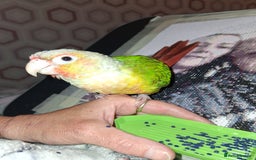 Canaries birds for sale: ( Pippin) Conure  - Image 1